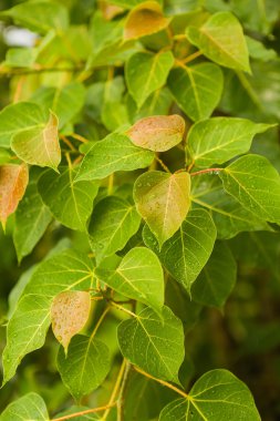 Yeşil bitki üzerinde yağmur damlaları