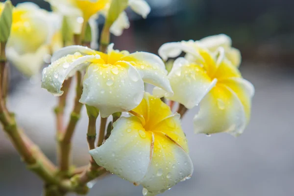 Plumeria bloem met regendruppels — Stockfoto
