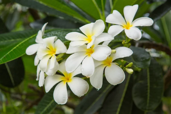 Plumeria bloem met regendruppels — Stockfoto