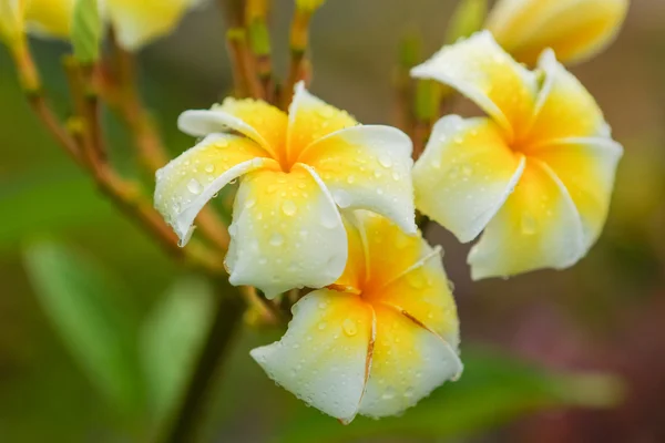 Plumeria bloem met regendruppels — Stockfoto