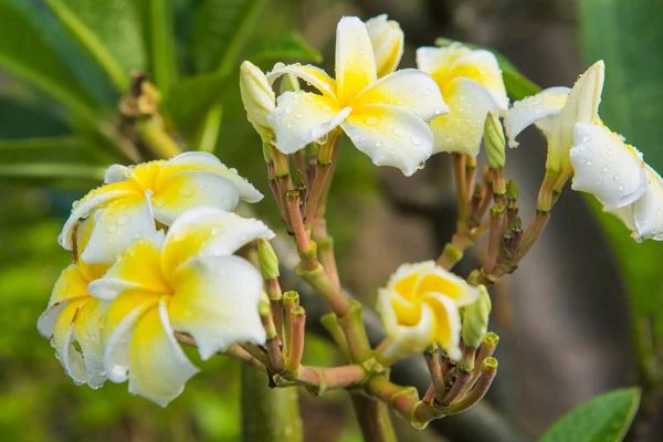 Plumeria bloem met regendruppels — Stockfoto