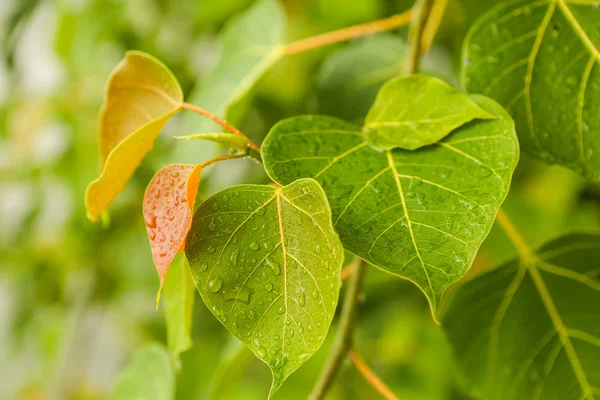 緑の植物の雨滴 — ストック写真