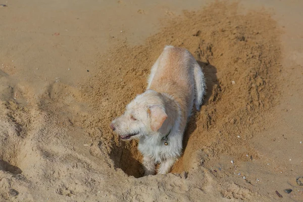 Perro excavando arena en la playa . —  Fotos de Stock