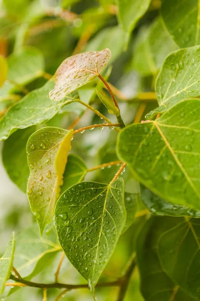 Raindrops on the green plant — Stock Photo, Image