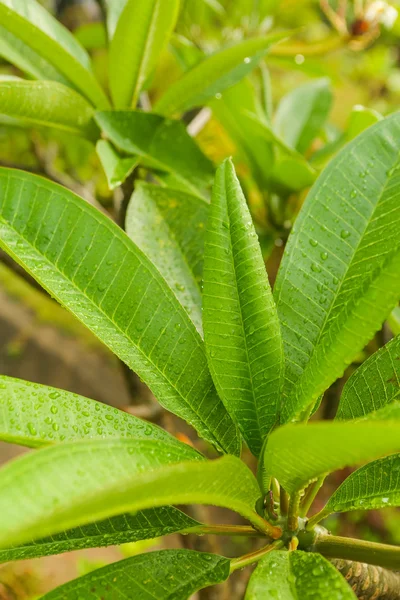 Regendruppels op de groene plant — Stockfoto