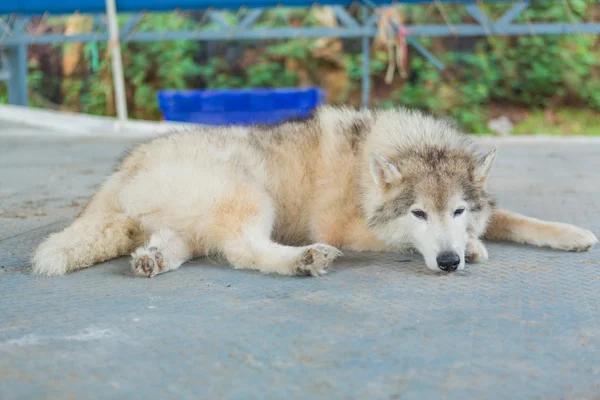 Big dog relaxing on the stone floor. — Stock Photo, Image