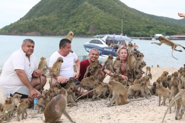 Tayland turist maymun.