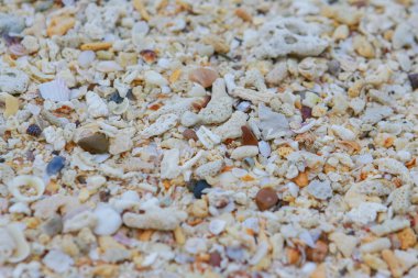 deniz kum doku yapılmış kabuk ve taş parçaları. 