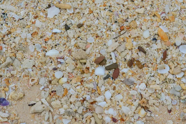 Deniz kum doku yapılmış kabuk ve taş parçaları. — Stok fotoğraf