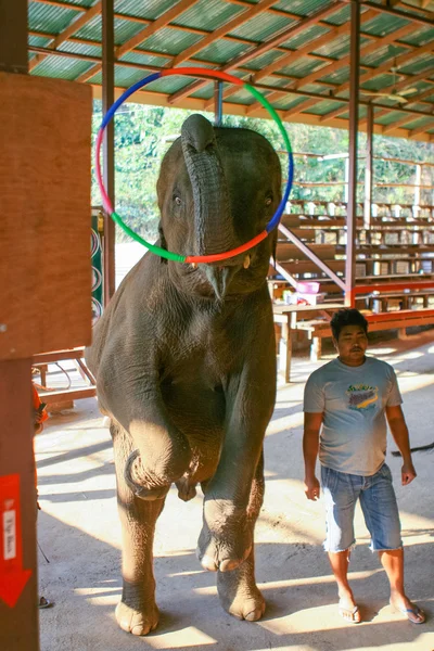 Espectáculo de elefantes en Tailandia . — Foto de Stock