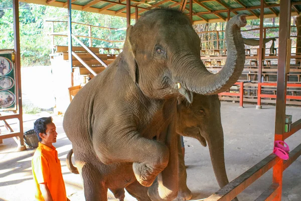 Espectáculo de elefantes en Tailandia . — Foto de Stock