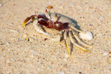 Sahilde yengeç