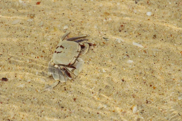 Krabbe am Strand — Stockfoto