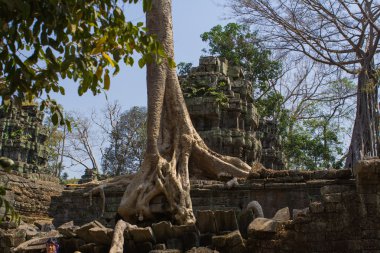 Ta Prohm Tapınağı kalıntıları ile büyüyen Ağaç kökleri
