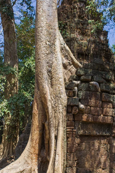 Raíces de árboles creciendo a través de las ruinas del templo de Ta Prohm — Foto de Stock