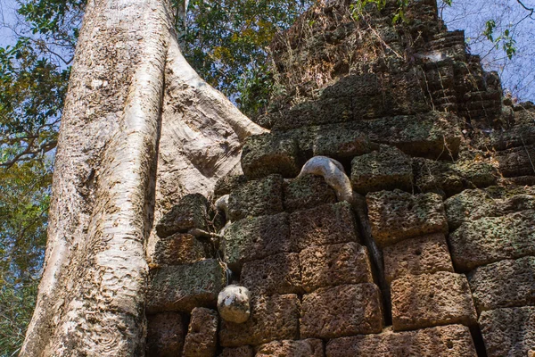 Raíces de árboles creciendo a través de las ruinas del templo de Ta Prohm — Foto de Stock