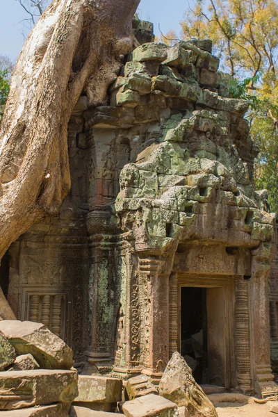 Kořeny stromů roste přes zříceniny chrámu Ta Prohm — Stock fotografie