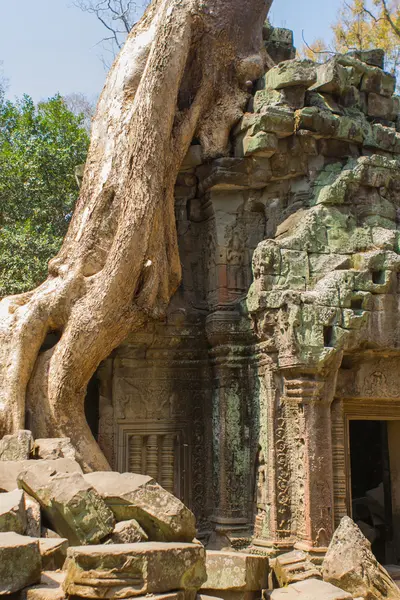 Raíces de árboles creciendo a través de las ruinas del templo de Ta Prohm — Foto de Stock