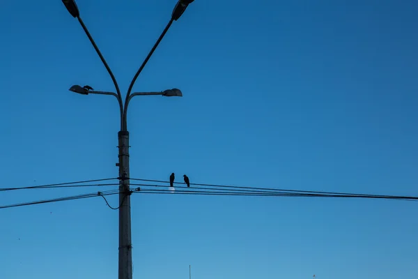 Straßenlaterne und zwei Vögel — Stockfoto