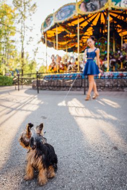 yorkshire terrier ile genç güzel kadın