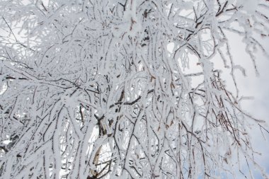 Güzel kış manzarası.