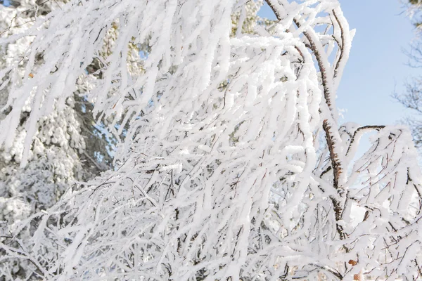 Bellissimo paesaggio invernale. — Foto Stock