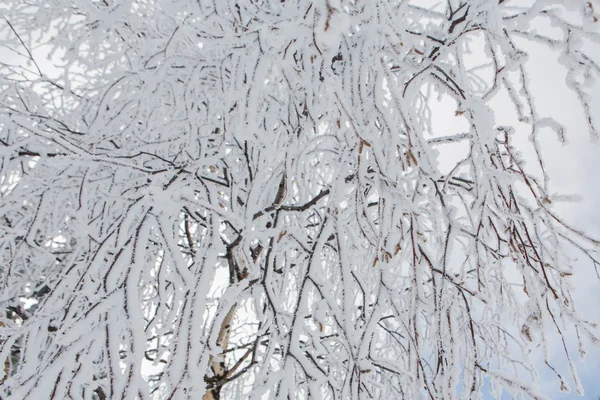 Bellissimo paesaggio invernale. — Foto Stock