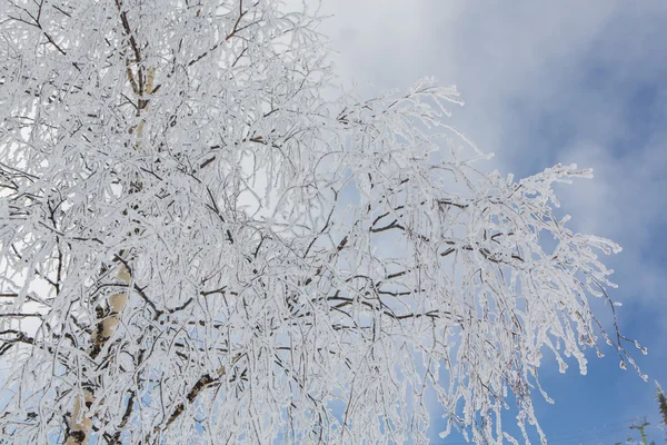 Hermoso paisaje de invierno. — Foto de Stock