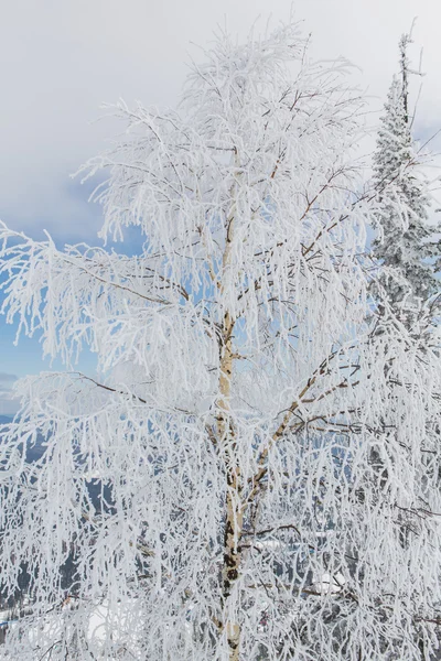 Bellissimo paesaggio invernale. — Foto Stock