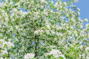 Çiçek açan elma ağacı