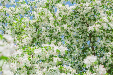 Çiçek açan elma ağacı