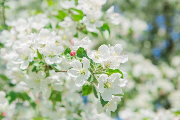 Blooming apple tree — Stock Photo, Image