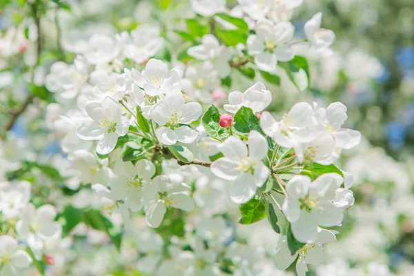 Blooming apple tree — Stock Photo, Image