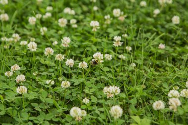 Yeşil yonca otu arka plan