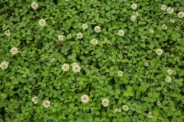 Verde trevo grama fundo — Fotografia de Stock