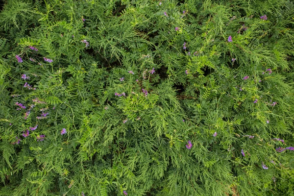 Χόρτο με μωβ λουλούδι backgrond. — Φωτογραφία Αρχείου