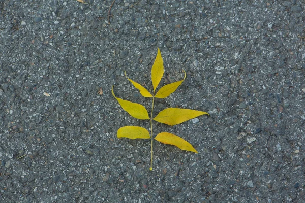 Yellow leaf on the ground — Stock Photo, Image