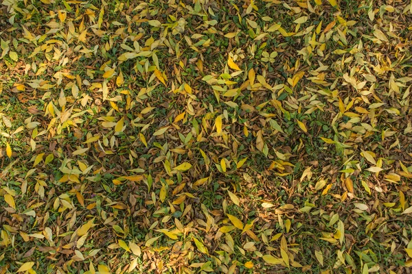 Upadłe liście jesienne — Zdjęcie stockowe