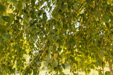 Birch sonbahar yaprakları.