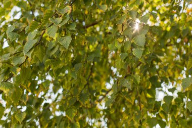 Birch sonbahar yaprakları.
