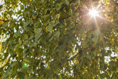 Birch sonbahar yaprakları.