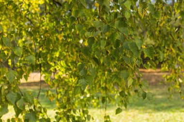 Birch sonbahar yaprakları.