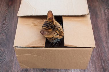 Kahverengi karton kutunun içinde oturan sevimli Bengal kedisi. Boşluğu kopyala.