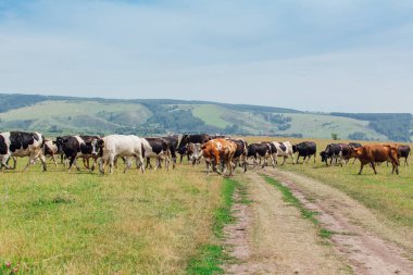 Yeşil çayırlarda otlayan inekler ve bulutlu mavi gökyüzü