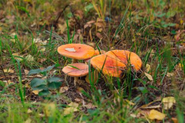Fly Agaric Mantar, yakın plan. Amanita muscaria ya da sinek mantarı, psikoaktif bazidiyomisket mantarı ve yenilemez zehirli mantardır. Kızıl mantarların yakın plan fotoğrafı..