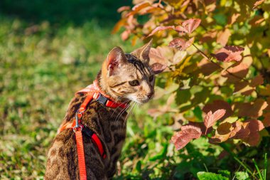 Sevimli küçük Bengal kedisi dışarıda yürüyor sonbahar sarı akçaağaç ağacının yanında böğürtlenlerle.