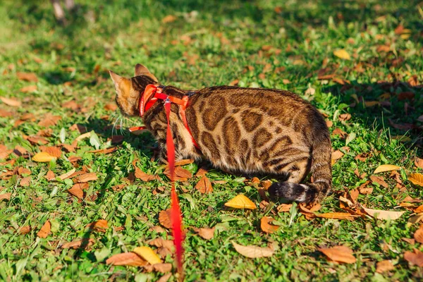 Roztomilé Malé Bengálské Koťátko Kráčející Spadlém Podzimním Listí Zelené Trávě — Stock fotografie