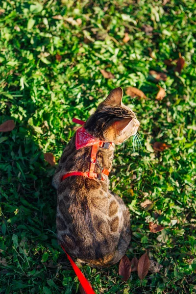 Cute Little Bengal Kitty Walking Fallen Autumn Leaves Green Grass — Stock Photo, Image