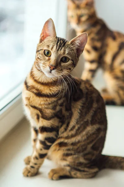 Schattig Gouden Bengal Kitty Kat Zittend Vensterbank Kijkend Camera — Stockfoto