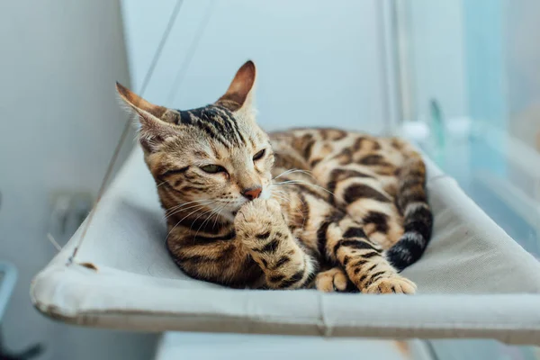 Cute little bengal kitty cat laying on the cat\'s window bed licking the paw. Sunny seat for cat on the window.